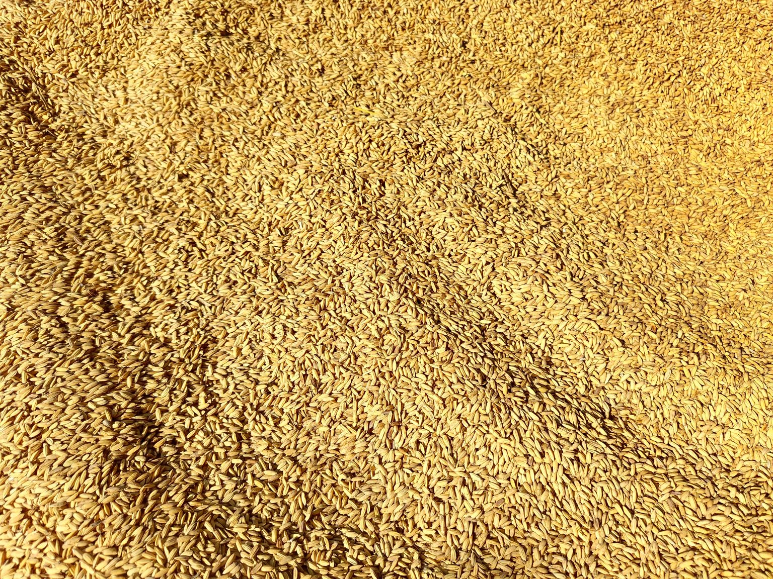 稻米谷粒实物资料照片
