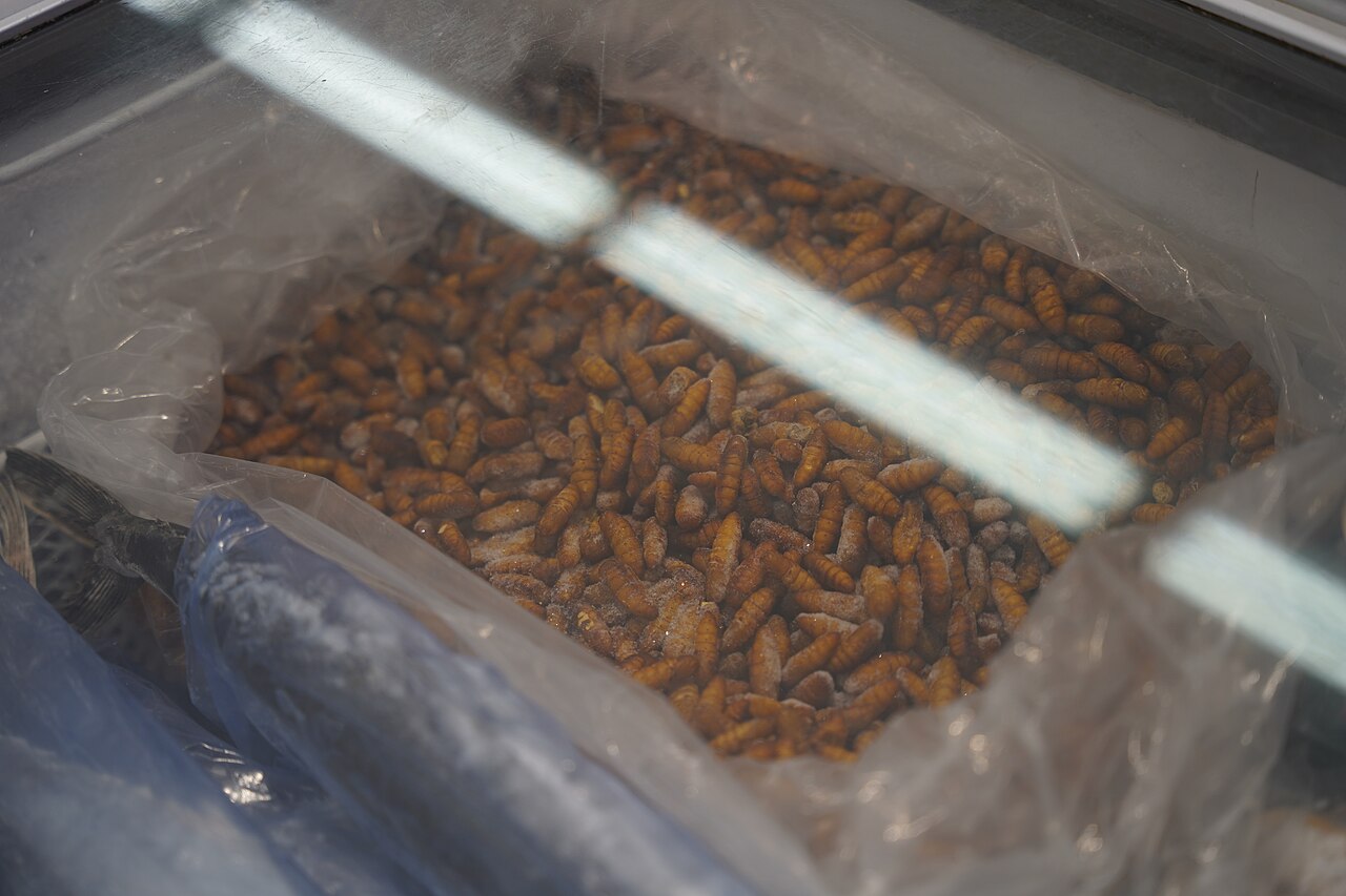 中国山东莱州超市冷柜中的食用冷冻蚕蛹，2025年