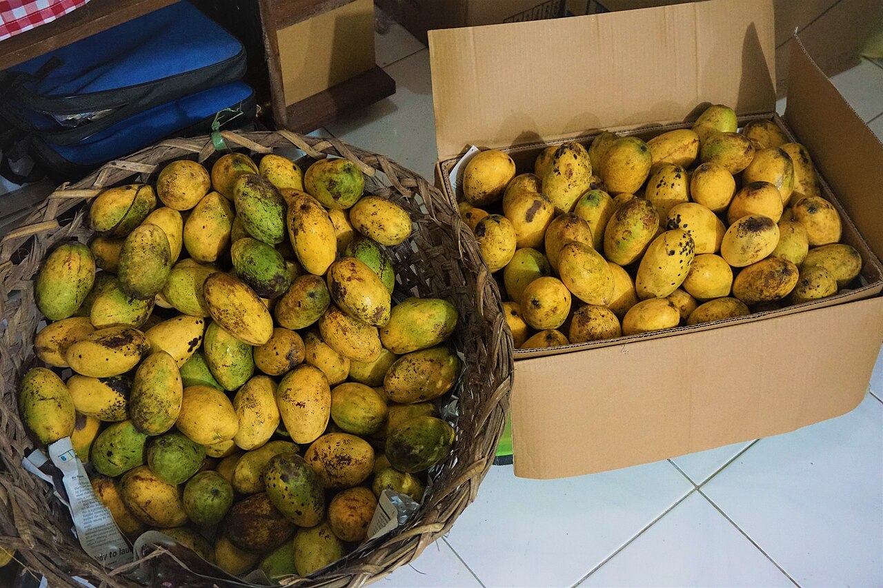 250箱菲律宾Carabao芒果空运温哥华，出口案例串联产地与当地分销-灵动谷外贸资讯