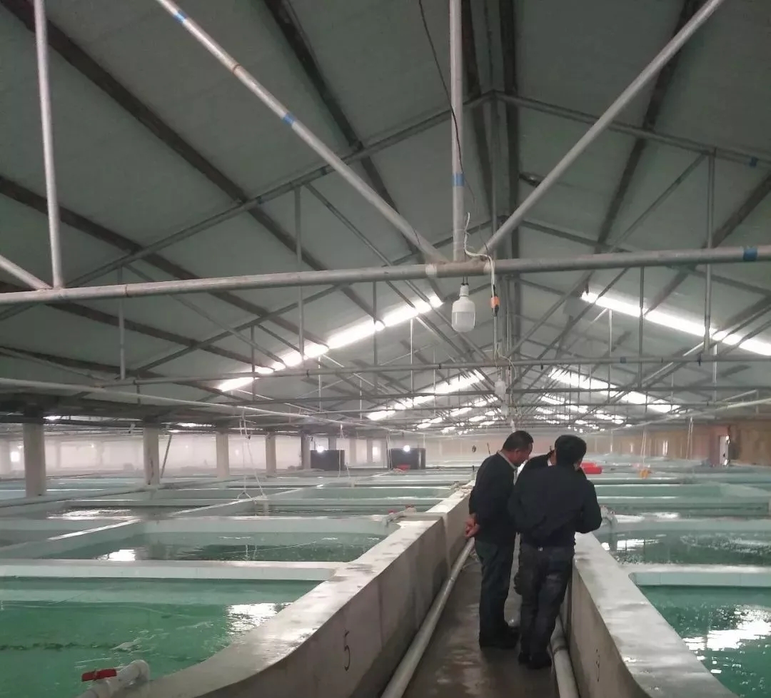工厂化养殖南美白对虾关键技术总结农业资讯