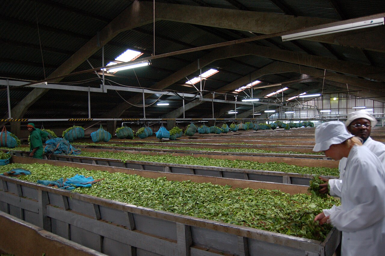 Tukuyu茶厂工人与茶叶加工车间(2007年资料)(真实资料图)