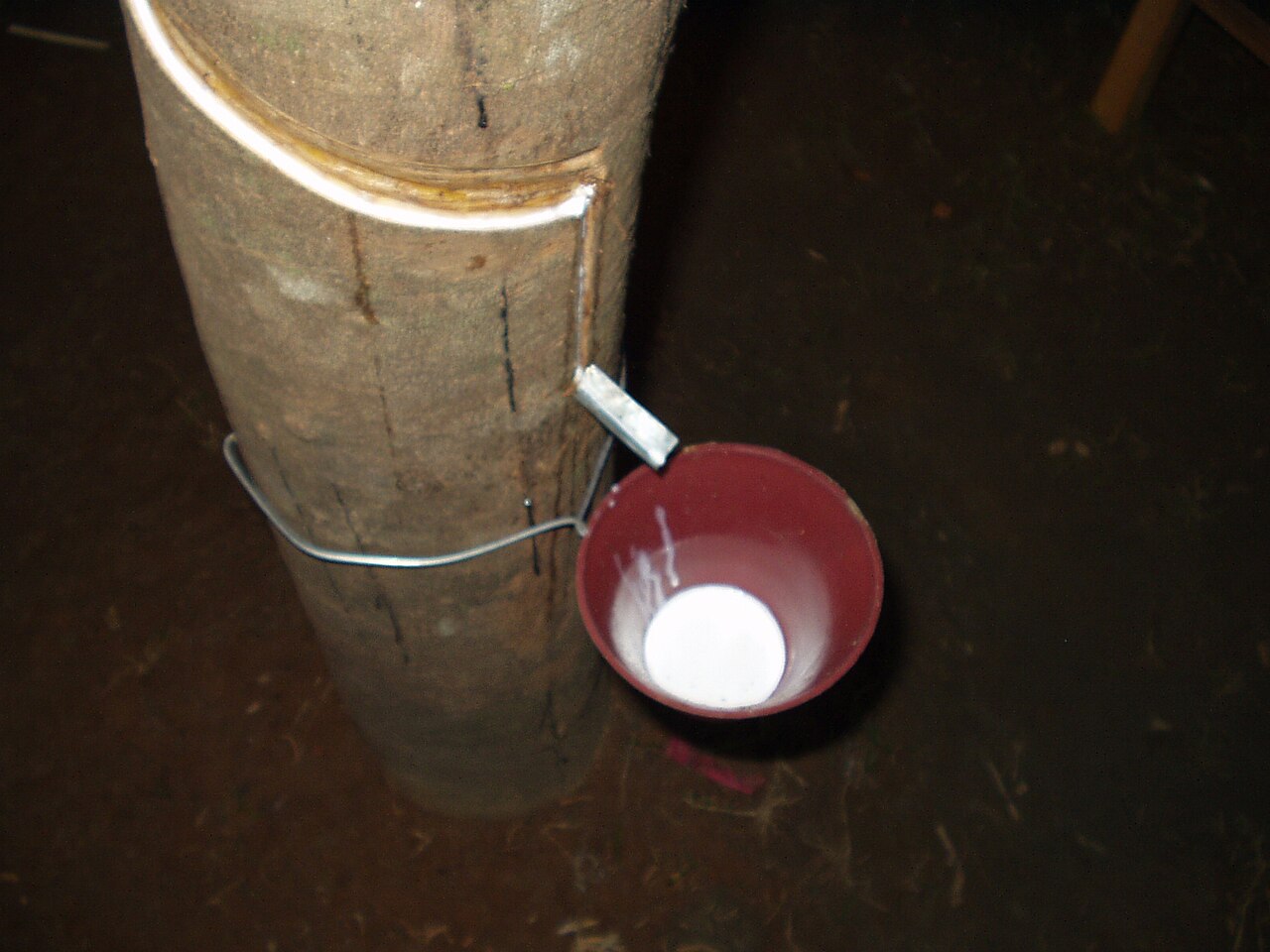 从橡胶树收集到杯中的天然胶乳（真实资料图）
