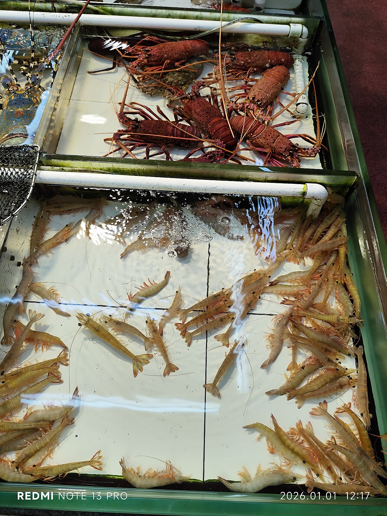 香港油塘鲤鱼门海滨道海鲜档的活龙虾与虾水箱（2026年资料）（真实资料图）