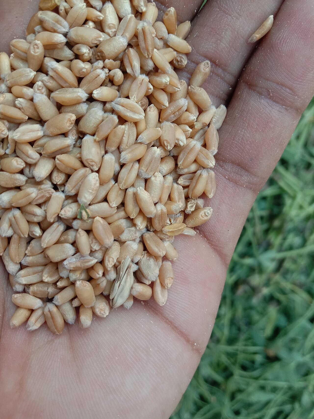 手中未经磨粉的小麦籽粒（真实资料图）