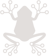 Rainfrog
